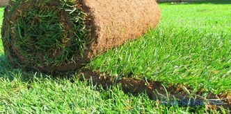 Laying turf lawn: technology and process nuances