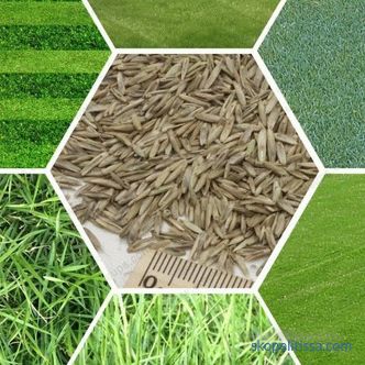 Lawn grass in rolls, prices for rolled grass, which lawn grass to buy in Moscow