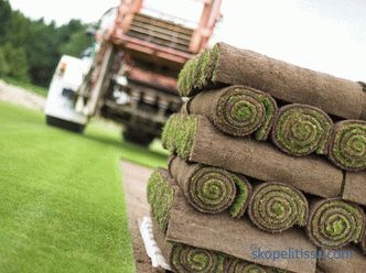 Lawn grass in rolls, prices for rolled grass, which lawn grass to buy in Moscow