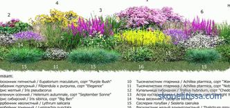 Flowerbed along the fence: the rules of landscape design