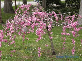Decorative almonds, types and varieties, planting rules and features of agricultural engineering