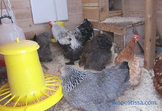 Warm chicken coop for the winter, what type of building to choose, what to consider when building