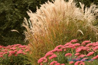 Ornamental grass for the garden - detailed classification