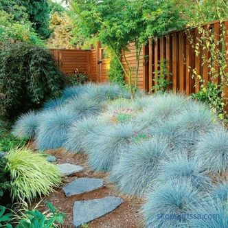 Ornamental grass for the garden - detailed classification