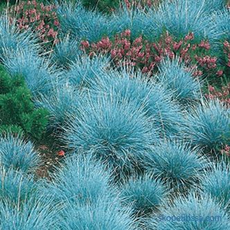 Ornamental grass for the garden - detailed classification