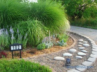 Ornamental grass for the garden - detailed classification