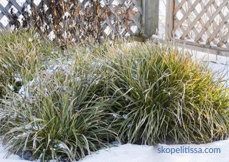 Ornamental grass for the garden - detailed classification