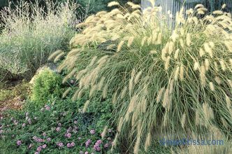 Ornamental grass for the garden - detailed classification