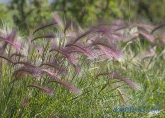 Ornamental grass for the garden - detailed classification
