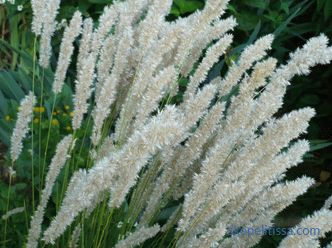 Ornamental grass for the garden - detailed classification