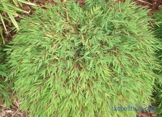 Ornamental grass for the garden - detailed classification