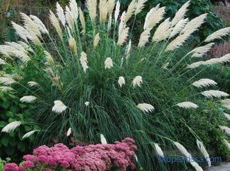 Ornamental grass for the garden - detailed classification