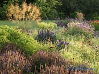 Ornamental grass for the garden - detailed classification