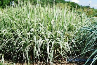 Ornamental grass for the garden - detailed classification