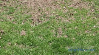 description, features, characteristics of lawn grass for the lazy