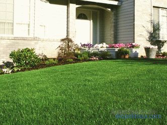 description, features, characteristics of lawn grass for the lazy